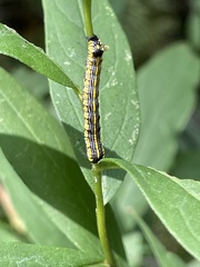 Cucullia convexipennis