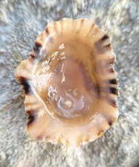 Siphonaria alternata