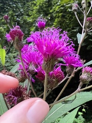 Vernonia noveboracensis