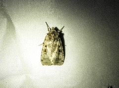 Xestia normanianus