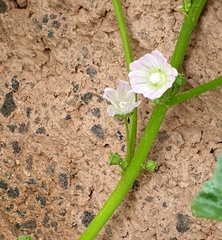 Malva neglecta