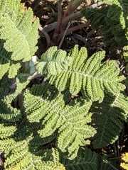 Tanacetum bipinnatum