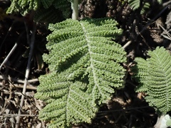 Tanacetum bipinnatum