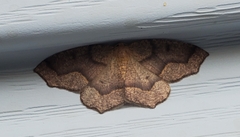 Lambdina fiscellaria