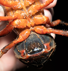 Euastacus australasiensis
