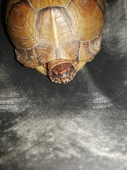 Terrapene carolina triunguis