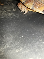 Terrapene carolina triunguis