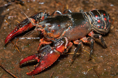 Euastacus australasiensis