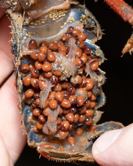 Euastacus australasiensis