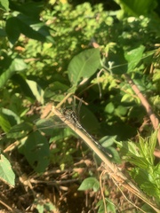 Orthetrum sabina
