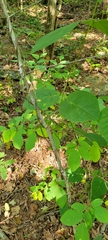 Asclepiadeae