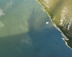 Megalops atlanticus
