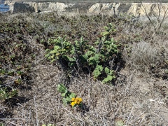 Tanacetum bipinnatum