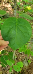 Asclepiadeae