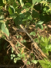 Orthetrum sabina