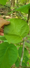 Asclepiadeae