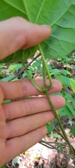 Asclepiadeae