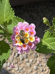 Apis mellifera