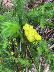 Hibbertia fasciculata