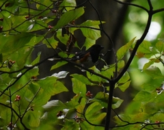 Pipilo erythrophthalmus