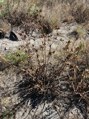Lomatium nudicaule