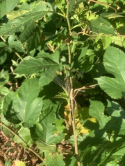 Orthetrum sabina
