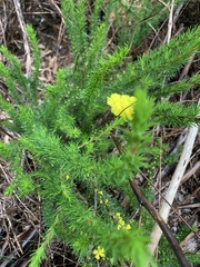 Hibbertia fasciculata