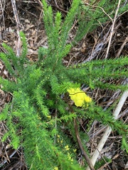 Hibbertia fasciculata