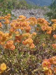 Eriogonum umbellatum