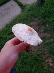 Leucoagaricus americanus