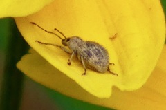 Calomycterus setarius