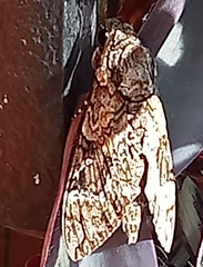 Agrius cingulata