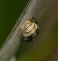 Araneus ejusmodi