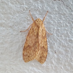 Lophocampa catenulata