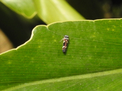 Macugonalia leucomelas