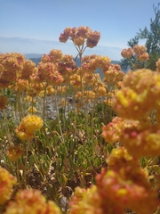 Eriogonum umbellatum