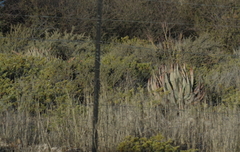 Aloe gariepensis