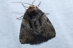Chytonix palliatricula