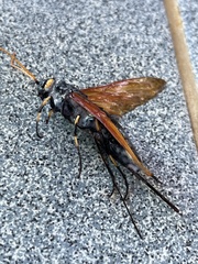 Urocerus californicus