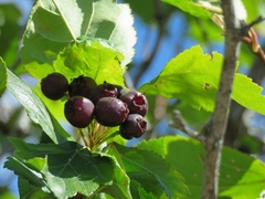 Crataegus douglasii
