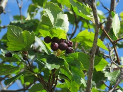 Crataegus douglasii