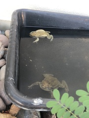 Incilius alvarius