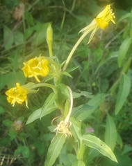 Oenothera parviflora