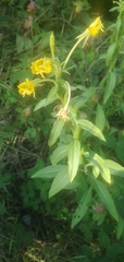 Oenothera parviflora