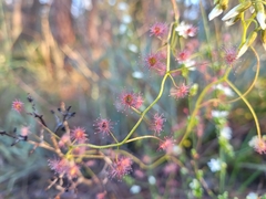 Drosera pallida