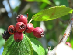 Crataegus douglasii