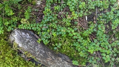 Gaultheria hispidula