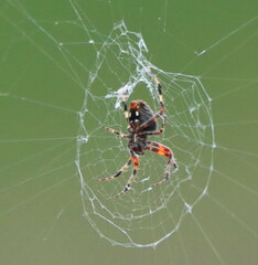 Araneae