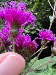 Vernonia noveboracensis