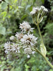 Psacalium cirsiifolium